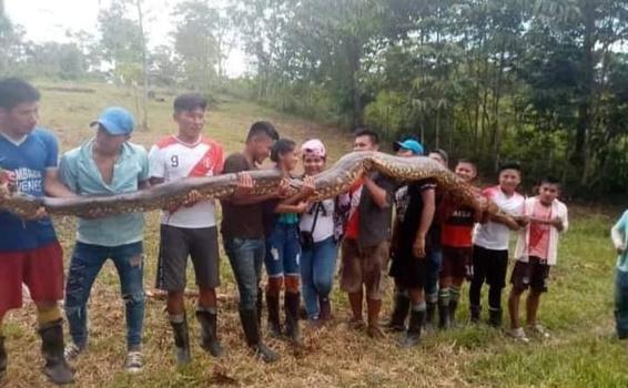 image for Matan anaconda en la comunidad de flor de coco