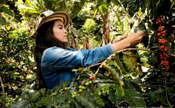 Mujer en zona cafetera