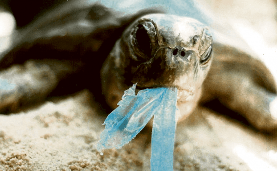 700 especies son afectadas por plásticos en el mundo Tortuga con plastico en la boca