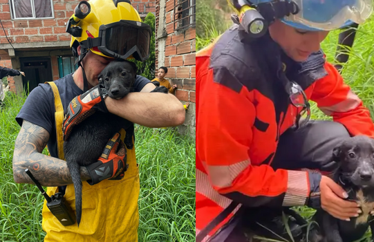 Bomberos rescataron a un cachorro que cayó a una quebrada image for Bomberos rescataron a un cachorro que cayó a una quebrada