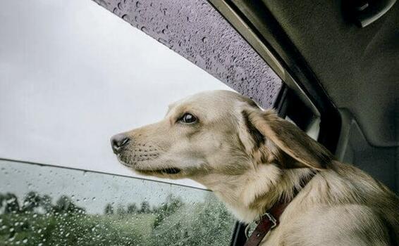 image for Tips para cuidar a tus mascotas en medio del cambio de estación