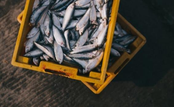 Pescados en una caja de plastico