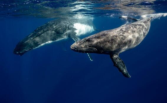 image for Ballenas jorobadas ya no son una especia en peligro de extinción