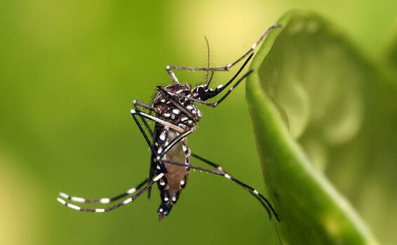 image for Aumento en casos de Dengue en Buenaventura