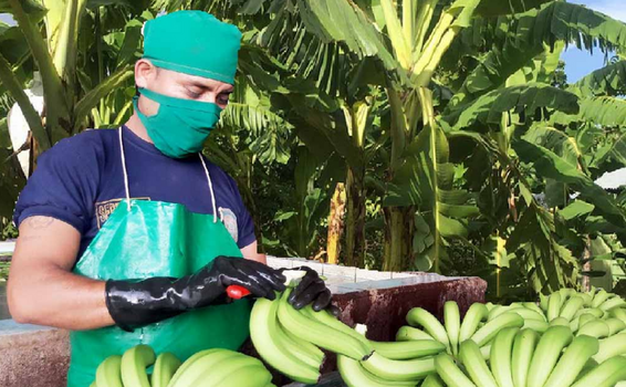 Sector agroindustrial de Piura se prepara en normas orgánicas internacionales image for Sector agroindustrial de Piura se prepara en normas orgánicas internacionales