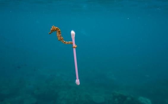 Especies amenazadas por el plastico Caballo de mar llevando con copo