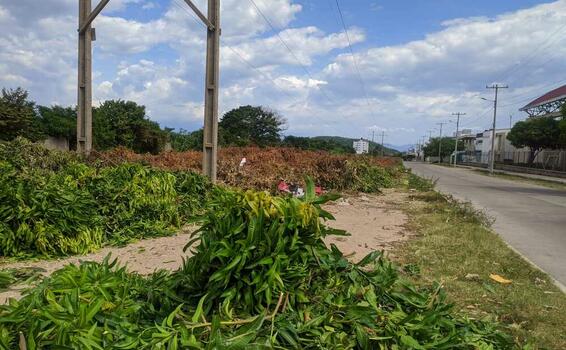 image for 4 puntos autorizados para disposición de podas en Valledupar 