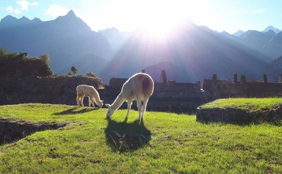 Cusco entre los mejores 23 lugares para visitar Llamas en una prado