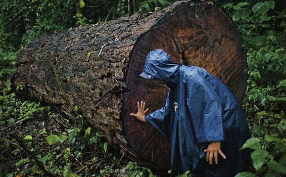 image for Detienen sospechosos acusados de talar miles de árboles en la Amazonía