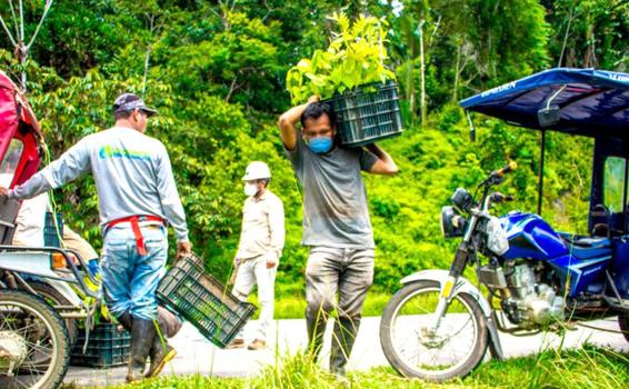 image for Reforestación carretera Iquitos – Nauta continúa recuperando zonas degradadas
