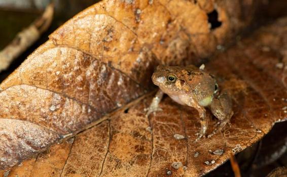 Encuentran una nueva especie de rana diamante en Madagascar image for Encuentran una nueva especie de rana diamante en Madagascar