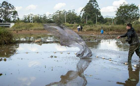image for Rescata peces en peligro de muerte del humedal Lotus de Rionegro