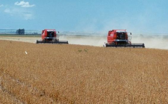 Carros em um campo