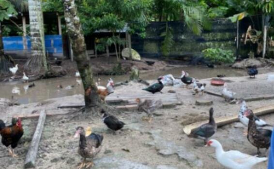 image for ICA atendió notificación por mortalidad de aves en Amazonas