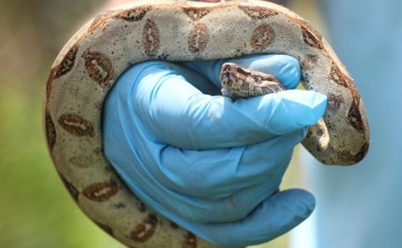 Animales silvestres en el Meta son liberados Serpiente en la mano de una persona
