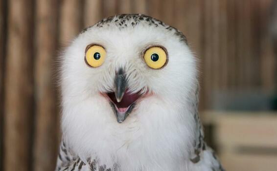 image for Owl photos are flooding the internet ahead of the Super Bowl