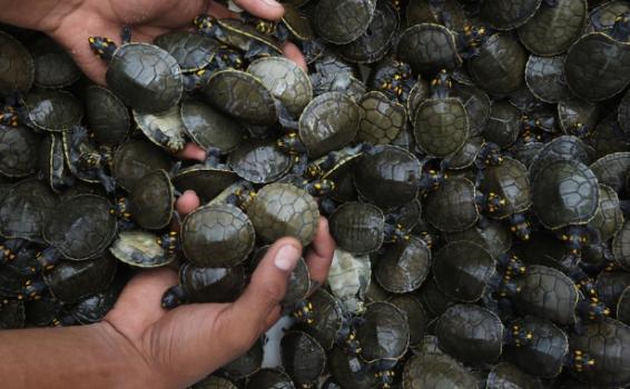 Mais de 4 mil filhotes de quelônios foram entregues à natureza Mais de 4 mil filhotes