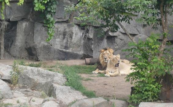 image for Zoológico en Berlín rechaza matanza de animales por economía ante COVID-19