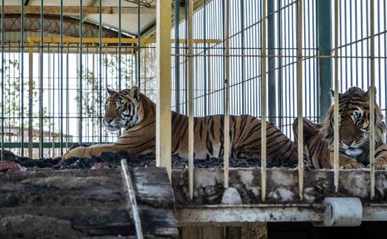 image for Cuatro tigres son rescatados después de ser abandonados por un circo