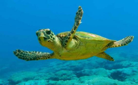 Científicos hallaron unas 800 partículas sinteticas en 102 tortugas Tortuga nadando en el fondo del mar