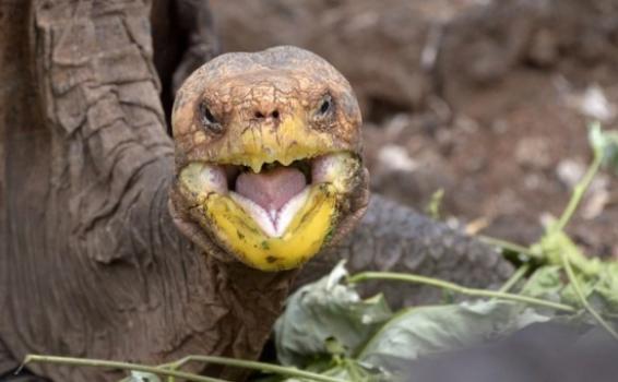 image for Tortuga que salvó a su especie en las Islas Galápagos