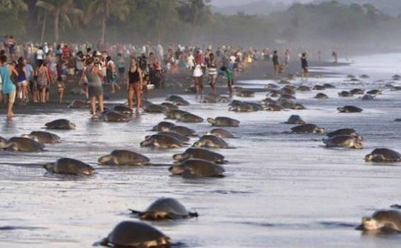 image for Turismo no permite que las tortugas aniden / Costa Rica