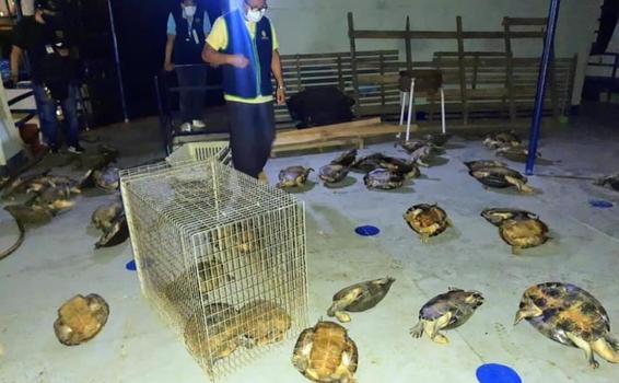 Operativo conjunto dio golpe al tráfico ilegal de fauna silvestre image for Operativo conjunto dio golpe al tráfico ilegal de fauna silvestre