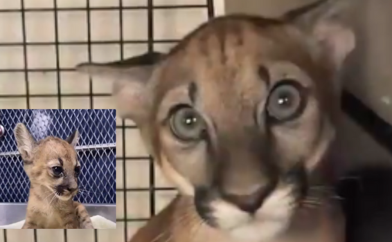 Rescataron un bebé puma en Antioquia image for Rescataron un bebé puma en Antioquia