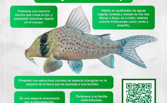 Descubren nueva especie de pez en la Amazonia image for Descubren nueva especie de pez en la Amazonia
