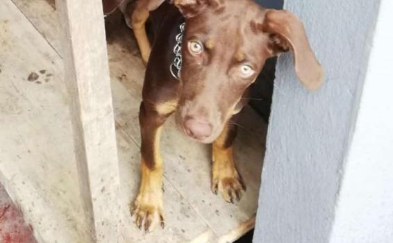 Perro cafe debajo de una mesa