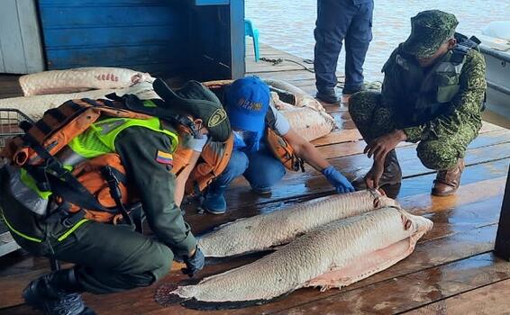 POLICÍA INTENSIFICA OPERATIVOS CONTRA DELITOS AMBIENTALES EN EL AMAZONAS