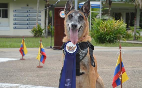 Tras once años de servicio a la Nación, canino antiexplosivo fue despedida con honores por su Fuerza Aérea