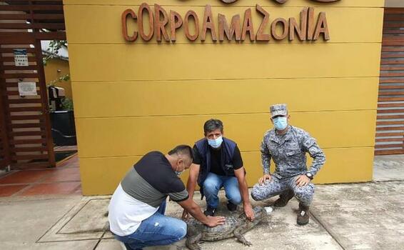 Caimán blanco fue rescatado por personal militar de su Fuerza Aérea en el Amazonas Caimán blanco fue rescatado por personal militar de su Fuerza Aérea en el Amazonas