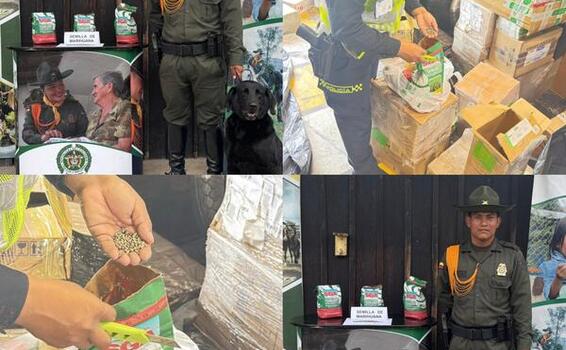 La Policía Nacional del Amazonas incauta 3 kg de semilla de marihuana en Leticia La Policía Nacional del Amazonas incauta 3 kg de semilla de marihuana en Leticia