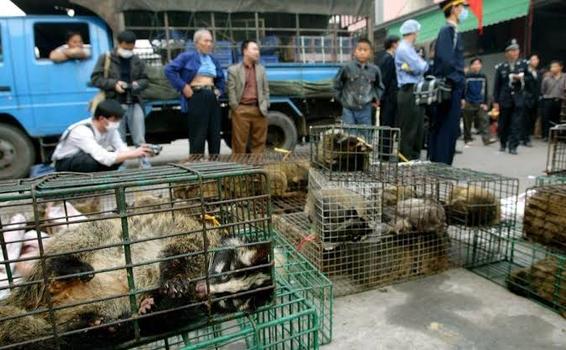 Vietnam prohibió importación y el comercio de animales salvajes Vietnam prohibió importación y el comercio de animales salvajes