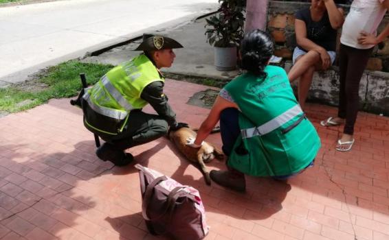 POLICÍA JUNTO A LA SECRETARIA DEL MEDIO AMBIENTE MUNICIPAL REALIZA ACTIVIDADES DE CONTROL AL MALTRATO ANIMAL POLICÍA JUNTO A LA SECRETARIA DEL MEDIO AMBIENTE MUNICIPAL REALIZA ACTIVIDADES DE CONTROL AL MALTRATO ANIMAL