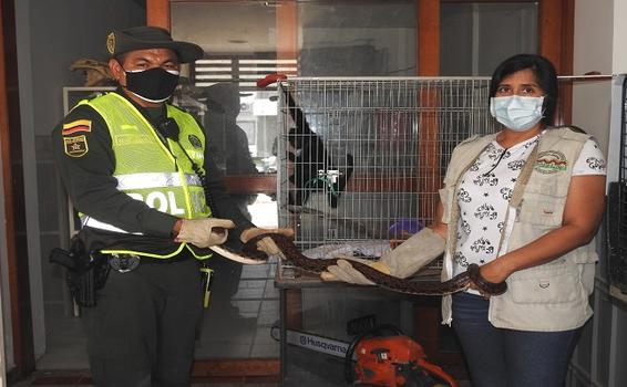 RESCATAMOS ESPECIES VIVAS EN VÍA PÚBLICA, EN EL BARRIO JOSÉ MARÍA HERNÁNDEZ Y DEL SECTOR DE LOS KILÓMETROS RESCATAMOS ESPECIES VIVAS EN VÍA PÚBLICA, EN EL BARRIO JOSÉ MARÍA HERNÁNDEZ Y DEL SECTOR DE LOS KILÓMETROS