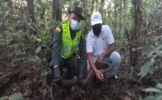 RESCATE DE DOS SERPIENTES DE LA ESPECIE BOA ARCOÍRIS