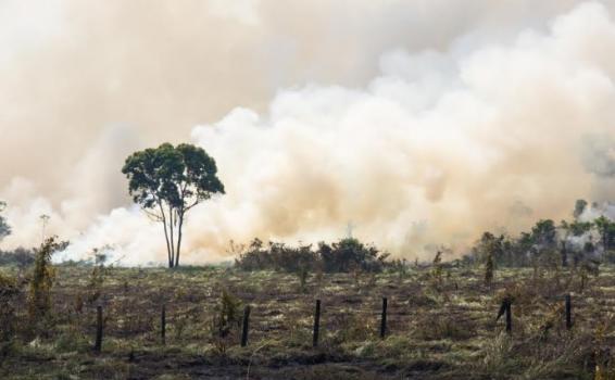 Las mafias deforestadoras aprovechan la época de sequia Bosques quemandose