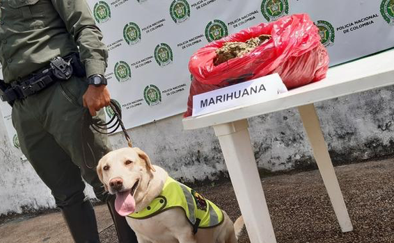 POLICÍA EN LETICIA INCAUTA 4.5 KILOS DE MARIHUANA EN EL AEROPUERTO ALFREDO VÁSQUEZ COBO POLICÍA EN LETICIA INCAUTA 4.5 KILOS DE MARIHUANA EN EL AEROPUERTO ALFREDO VÁSQUEZ COBO