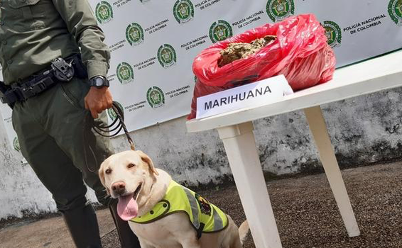 POLICÍA EN LETICIA INCAUTA 4.5 KILOS DE MARIHUANA EN EL AEROPUERTO ALFREDO VÁSQUEZ COBO