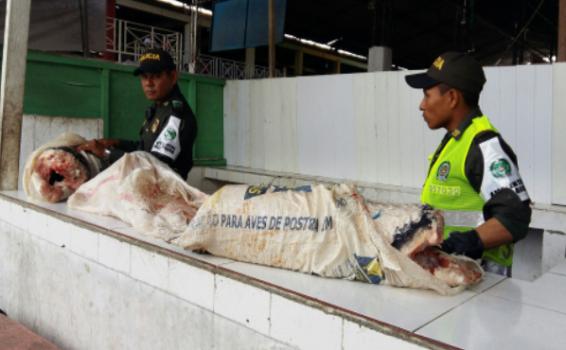 Incautado Pirarucu en la plaza de mercado Incautado Pirarucu en la plaza de mercado