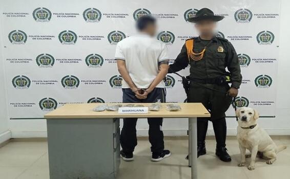 BINOMIO CANINO, CAPTURÓ A SUJETO QUE TRANSPORTABA 476 GRAMOS DE MARIHUANA CREEPY BINOMIO CANINO, CAPTURÓ A SUJETO QUE TRANSPORTABA 476 GRAMOS DE MARIHUANA CREEPY