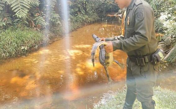 LA POLICÍA NACIONAL A TRAVÉS DE LA SECCIONAL DE CARABINEROSCOL, SIGUE REALIZANDO JORNADAS DE PROTECCIÓN AL MEDIO AMBIENTE. SI TIENE CASOS DE ANIMALES SILVESTRES CERCA A SU RESIDENCIA, MARQUE AL 112 O 123 Y AYUDEMOS A REALIZAR ACCIONES DE PROTECCIÓNANIMAL.