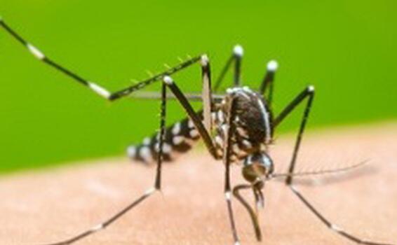Amazonas registra mais de 6 mil casos e 5 mortes por dengue em 2023