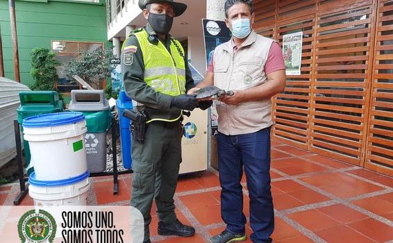 SEGUIMOS RESCATANDO LA FAUNA SILVESTRE DEL TRÁFICO DE ESPECIES EN EL AMAZONAS SEGUIMOS RESCATANDO LA FAUNA SILVESTRE DEL TRÁFICO DE ESPECIES EN EL AMAZONAS