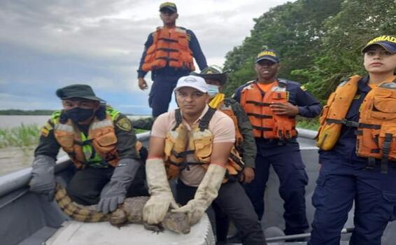 EXITOSA LIBERACIÓN DE UNA BABILLA SOBRE AGUAS DEL RIO AMAZONAS EXITOSA LIBERACIÓN DE UNA BABILLA SOBRE AGUAS DEL RIO AMAZONAS
