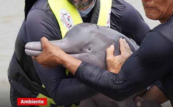 ¿Qué está ocurriendo con el río Amazonas? Esto es lo que nos está diciendo el mayor río del planeta
