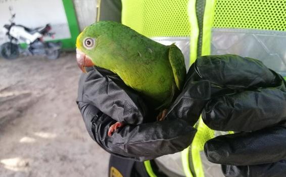 EN LA VÍA LETICIA – TARAPACÁ, LOGRAMOS EL RESCATE Y LIBERACIÓN DE UN AVE DE LA ESPECIE LORO FRENTE AMARILLO