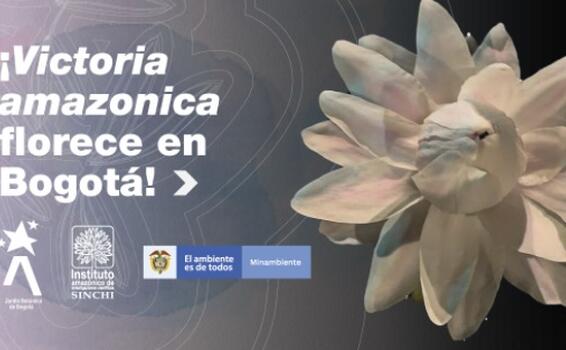 ¡Victoria amazonica florece en Bogotá!